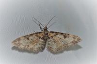 Eupithecia irriguata