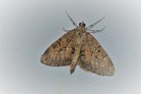 Thera obeliscata