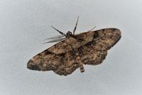 Peribatodes rhomboidaria rhomboidaria