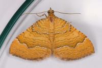 Camptogramma bilineata