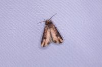 Axylia putris