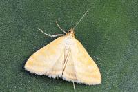 Sitochroa verticalis