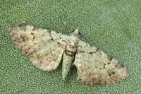 Pasiphila rectangulata