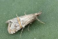 Euchromius gozmanyi