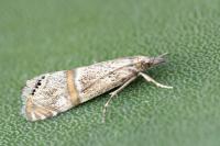 Euchromius gozmanyi