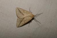 Aspitates gilvaria