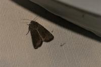 Caradrina flavirena/noctivaga