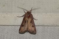 Agrotis exclamationis exclamationis