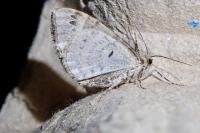 Ecliptopera silaceata