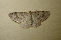 Hydrelia sylvata