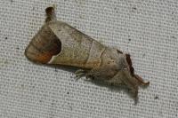 Clostera curtula