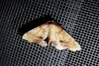Plagodis dolabraria