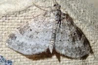 Pterapherapteryx sexalata