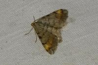 Macaria liturata