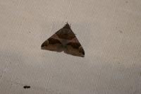 Dysgonia algira