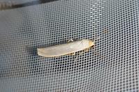 Eilema caniola