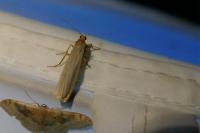 Eilema caniola