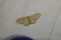 Idaea degeneraria