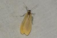 Wittia sororcula