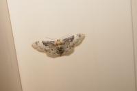 Idaea filicata