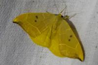 Watsonalla binaria