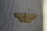 Scopula submutata roseonitens