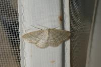 Idaea subsericeata