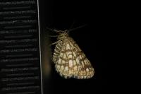 Chiasmia clathrata