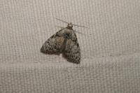 Meganola strigula