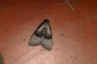 Meganola togatulalis