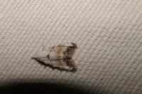 Nola infantula
