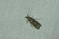 Eudonia angustea