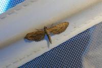 Eupithecia scopariata