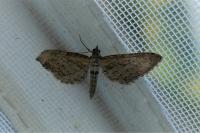 Eupithecia scopariata