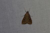 Udea ferrugalis
