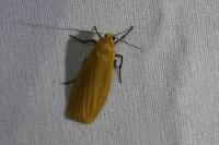Wittia sororcula