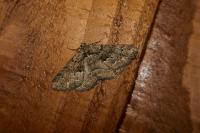 Peribatodes ilicaria ilicaria