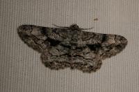 Peribatodes umbraria umbraria