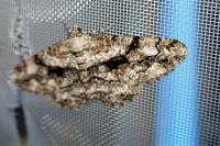 Peribatodes umbraria umbraria