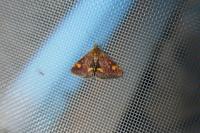 Pyrausta aurata