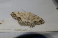 Scopula decorata