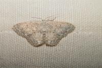 Scopula marginepunctata