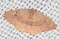 Watsonalla binaria