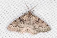 Tephronia sepiaria