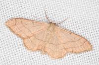 Idaea aversata