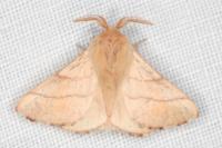Malacosoma neustria
