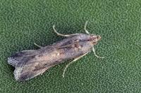 Melathrix coenulentella