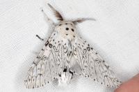 Cerura erminea