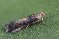 Melathrix coenulentella