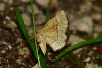 Cepphis advenaria